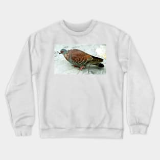 Rock Pigeon, Table Mountain, South Africa Crewneck Sweatshirt